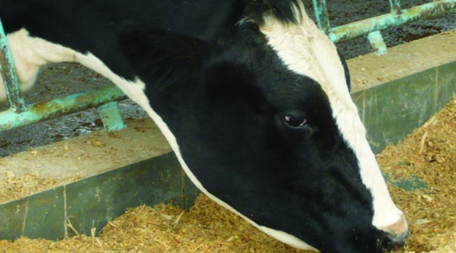 Leveduras vivas e cultivo de leveduras em dietas de bovinos leiteiros - Parte II