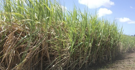 Utilização da cana-de-açúcar na alimentação de vacas leiteiras