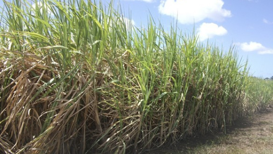 Utilização da cana-de-açúcar na alimentação de vacas leiteiras