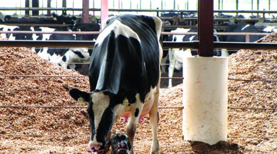 Pelvimetria como forma de  prevenção de distocias em vacas leiteiras