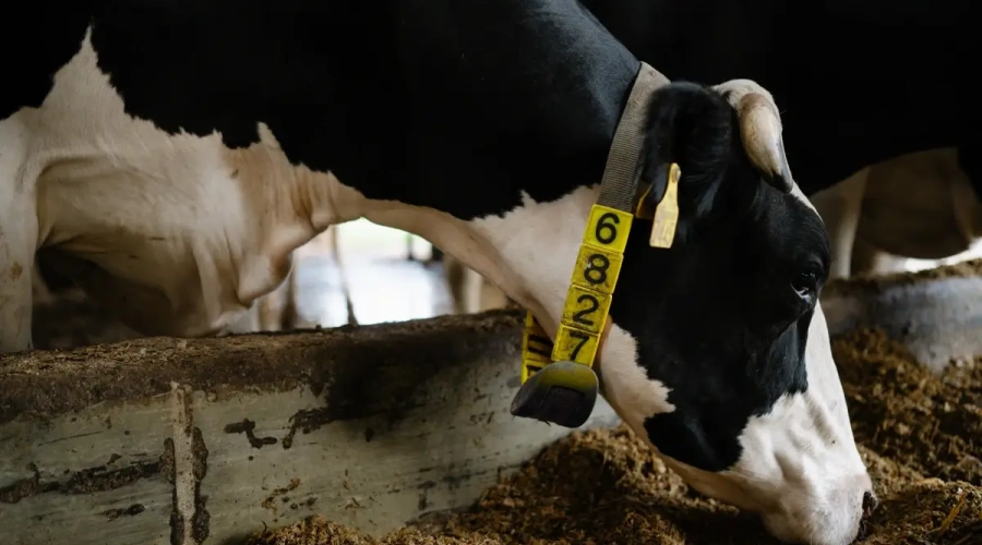 O comportamento alimentar do rebanho é a chave para otimizar a produção leiteira