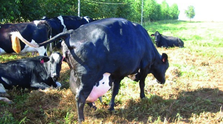Monitoramento de vacas leiteiras no período de transição