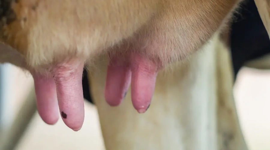 Zoetis reforça importância da secagem para saúde do úbere e próxima lactação das vacas