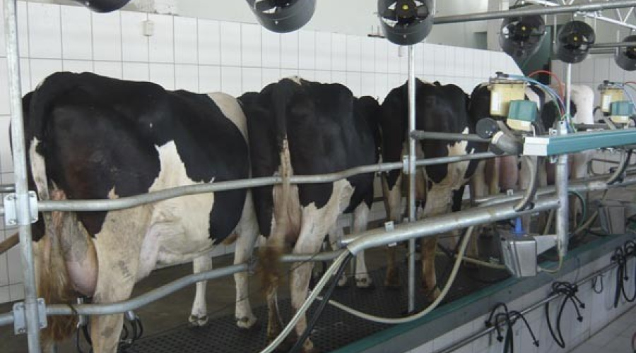 Benefícios do aumento da frequência de ordenha no início da lactação