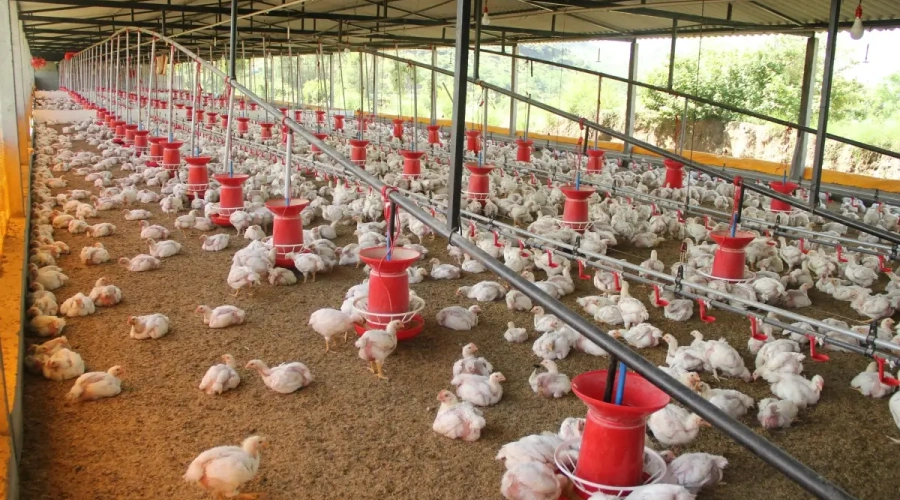 Novonesis conclui aquisição de negócio de enzimas para saúde e nutrição  animal da dsm-firmenich