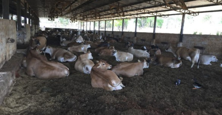 Agropecuária Paraíso do Jersey - Hidrolândia/GO