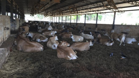 Agropecuária Paraíso do Jersey - Hidrolândia/GO