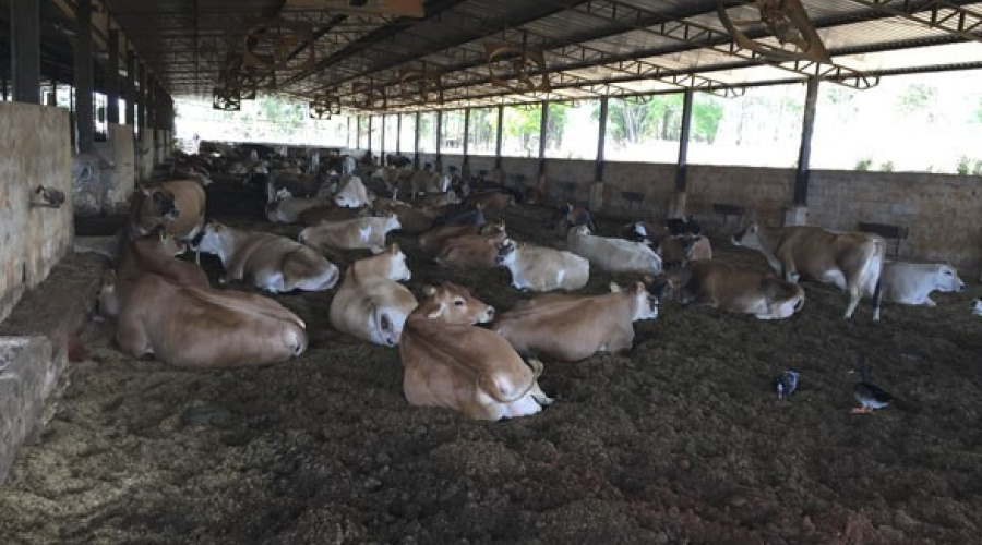 Agropecuária Paraíso do Jersey - Hidrolândia/GO
