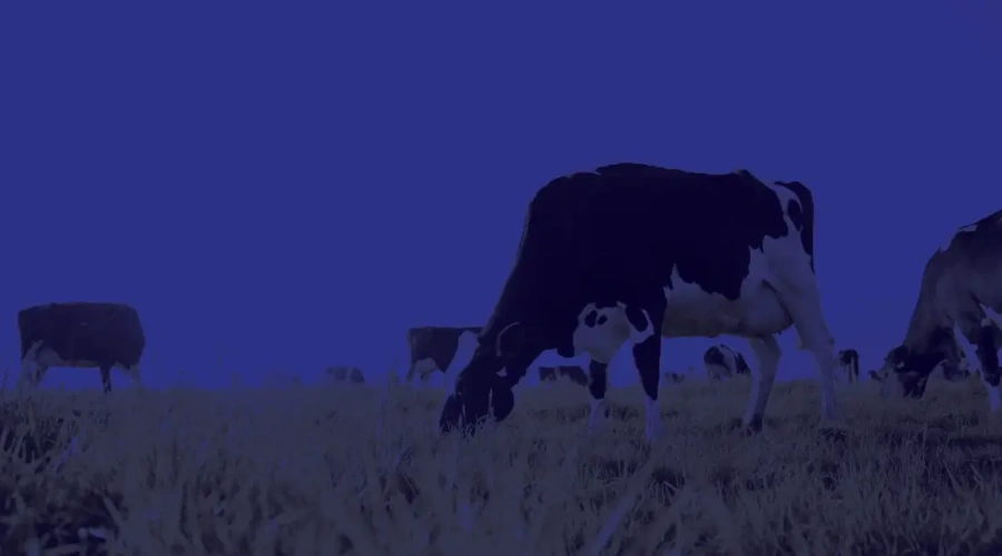 Tripanossomose bovina: quimioprofilaxia para a prevenção da doença