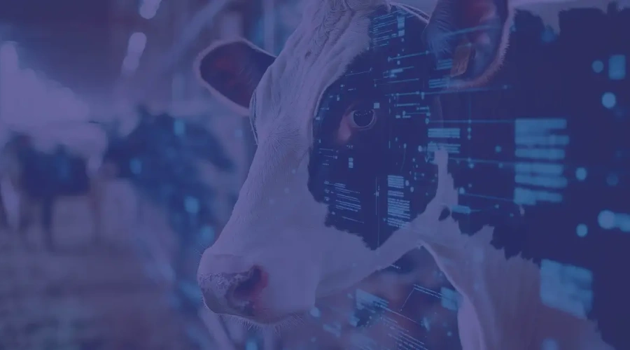 Benefícios do correto agrupamento de vacas em lactação