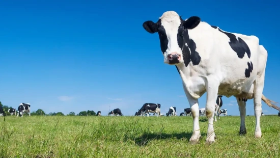 Saiba o que são os Sistemas Integrados de Produção Agropecuária