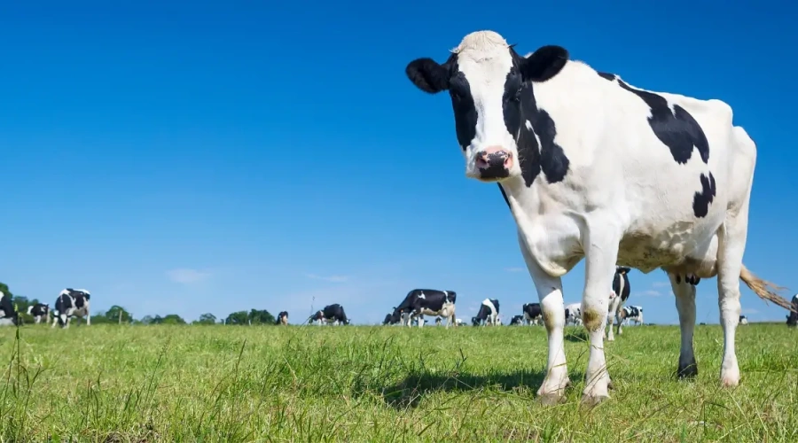 Saiba o que são os Sistemas Integrados de Produção Agropecuária