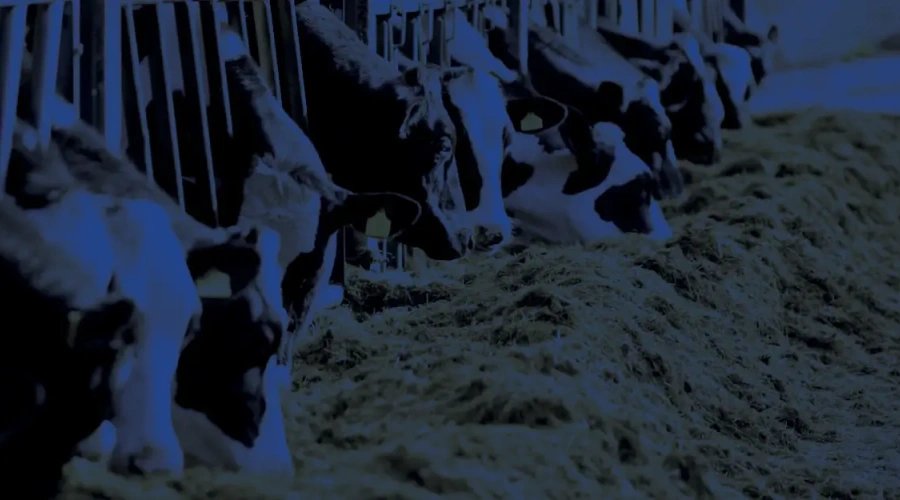 dsm-firmenich apresenta: Créditos de carbono: uma realidade na pecuária leiteira do Brasil