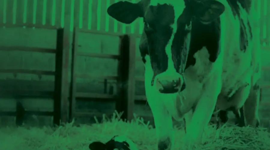 Agroceres Apresenta: quais as principais doenças que afetam vacas em lactação?
