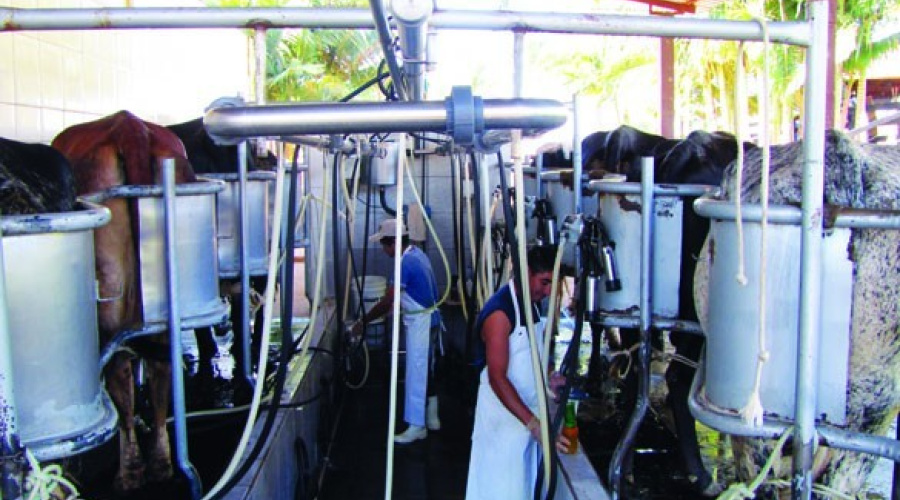 Uso de oxitocina em vacas leiteiras