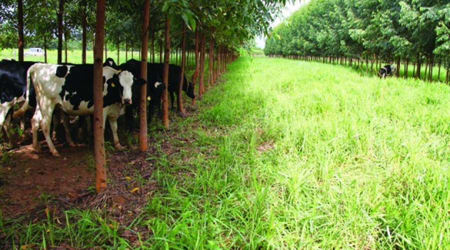 Planejamento da  arborização de  pastagens para produção de leite - Parte II