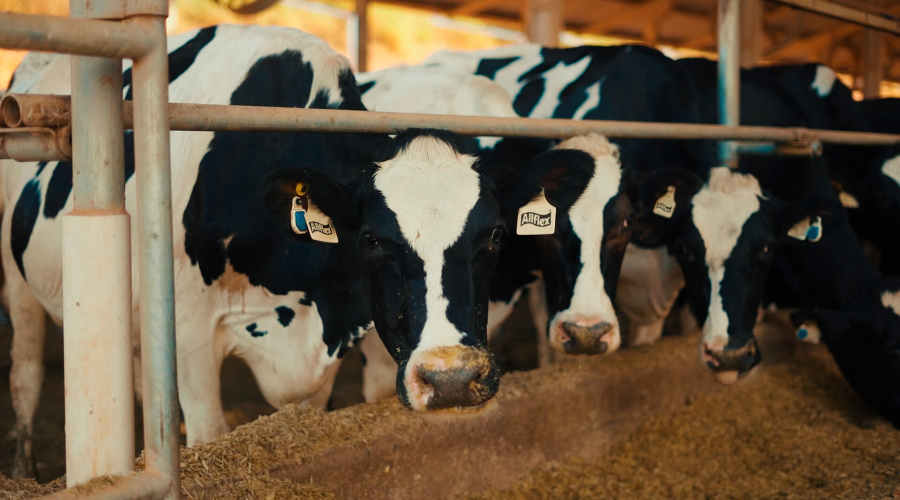 MSD Saúde Animal participa do Agroleite com o Trypamizol, lançamento contra a tripanossomose bovina