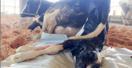 Qual a melhor estratégia para manejar vacas recém-paridas?