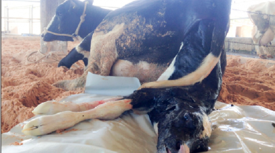 Qual a melhor estratégia para manejar vacas recém-paridas?
