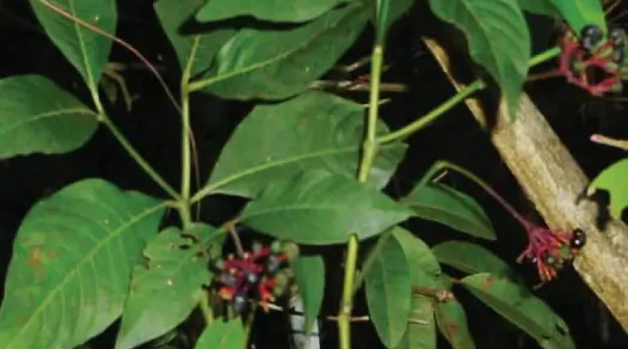 Plantas Tóxicas para Bovinos: Riscos e Estratégias de Controle na Pecuária do Leite