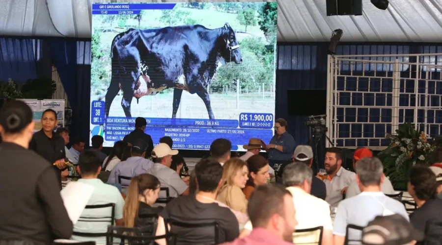 Megaleite 2025 amplia número de leilões e lança nova plataforma de venda de animais