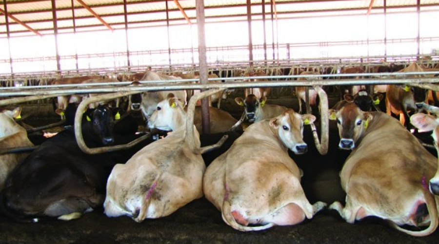 Uso adequado da cama afeta a saúde da glândula mamária de vacas leiteiras