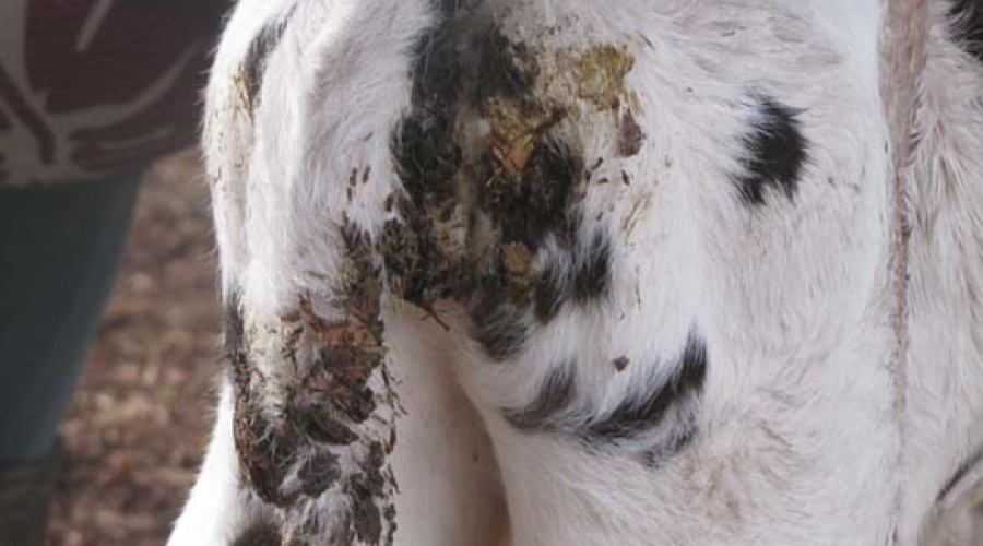 Diarréias por E.coli em bezerras: Como reduzir a ocorrência
