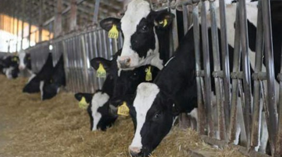 Hipocalcemia subclínica em vacas leiteiras