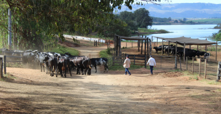 FAZENDA SÃO FRANCISCO/Geraldo Vieira Maia/Passos/MG