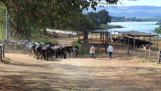 FAZENDA SÃO FRANCISCO/Geraldo Vieira Maia/Passos/MG
