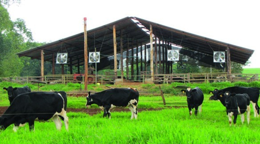 Fazenda Capetinga - Arcos/MG