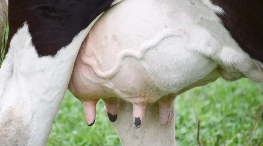 Como conquistar a eficiência produtiva e uma gestão estratégica na pecuária leiteira
