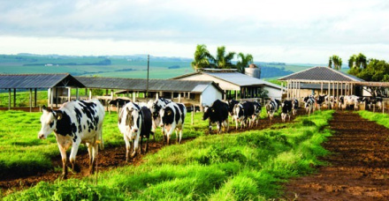 Manejo alimentar visando a longevidade de vacas leiteiras