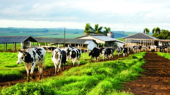 Manejo alimentar visando a longevidade de vacas leiteiras