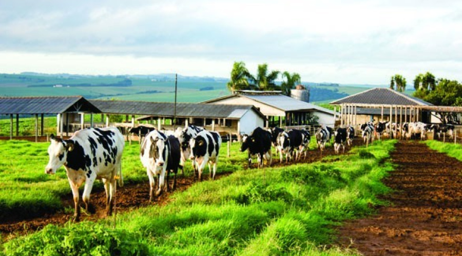 Manejo alimentar visando a longevidade de vacas leiteiras