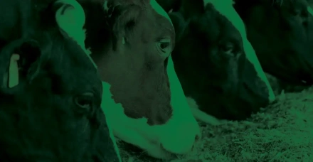 Agroceres Apresenta: estratégias de uso dos lipídeos e seus efeitos em vacas leiteiras