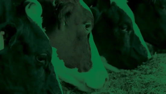 Agroceres Apresenta: estratégias de uso dos lipídeos e seus efeitos em vacas leiteiras