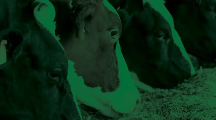 Agroceres Apresenta: estratégias de uso dos lipídeos e seus efeitos em vacas leiteiras