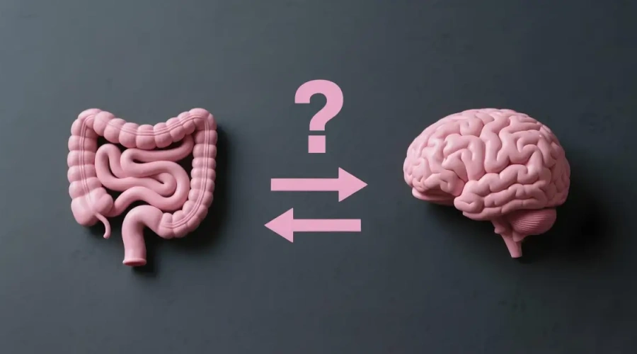 Microrganismos que atuam no eixo intestino-cérebro ganham espaço na nutrição de bovinos. Conheça seu potencial!