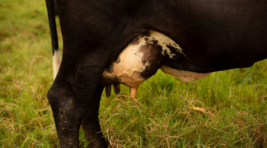 Controle do manejo para redução da mastite