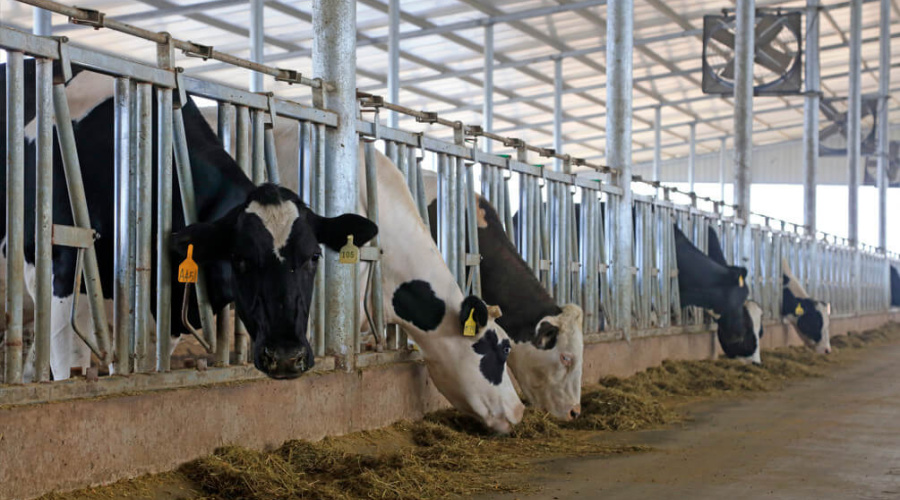 Estresse térmico x Vacas leiteiras