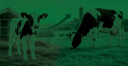 Agroceres apresenta: como a sanidade da bezerra impacta a futura vaca?
