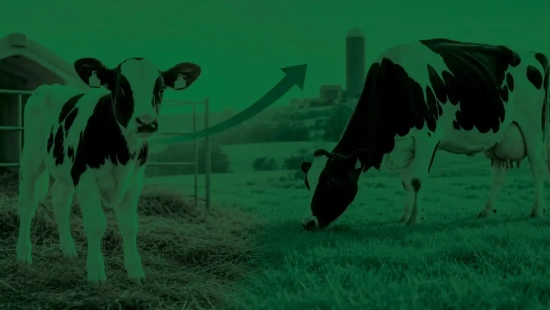 Agroceres apresenta: como a sanidade da bezerra impacta a futura vaca?