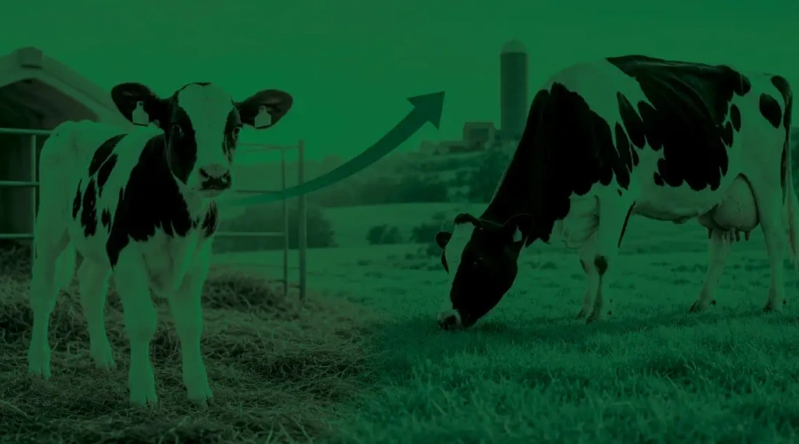 Agroceres apresenta: como a sanidade da bezerra impacta a futura vaca?
