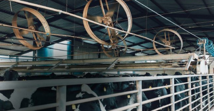 Resfriamento: reduzindo o estresse térmico em vacas leiteiras