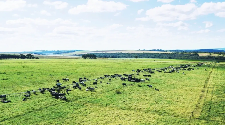 Criação à pasto: onde está a raiz do problema?