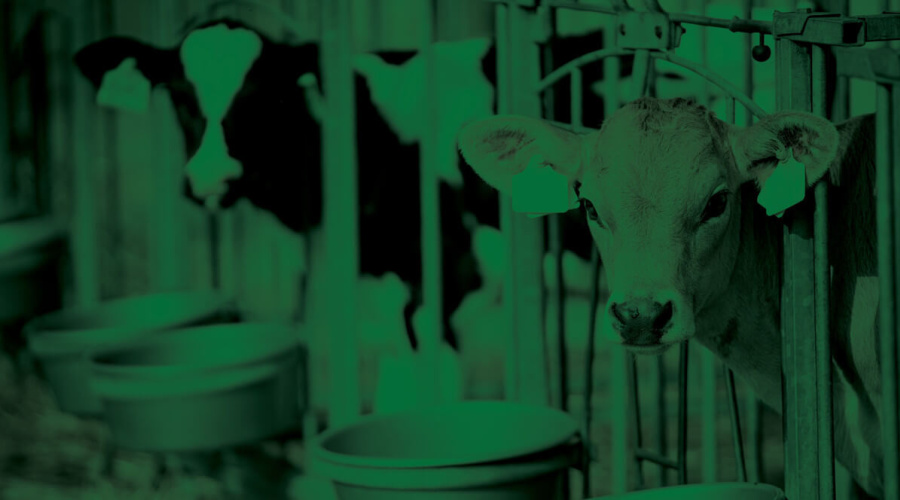 NUTRIÇÃO DE BEZERRAS: estratégias para aumentar a produção de leite futura