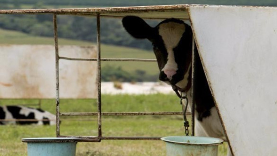 Especial: Como a sanidade, o manejo e a nutrição da bezerra podem afetar parâmetros como idade ao 1º parto e produção de leite