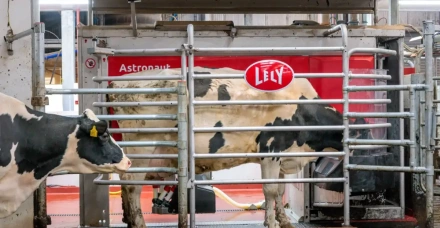Automação direciona vacas para área de manejo e agiliza rotina nas fazendas leiteiras
