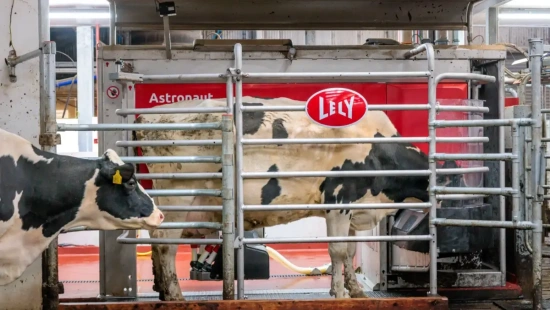 Automação direciona vacas para área de manejo e agiliza rotina nas fazendas leiteiras